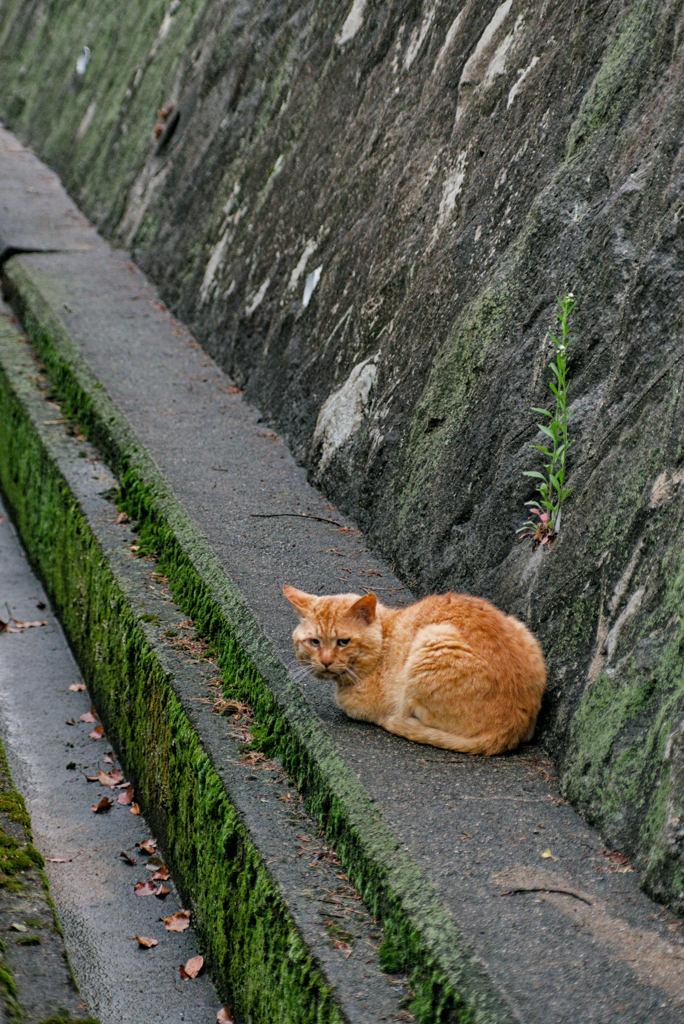 吾輩は猫である、ニャー # 976