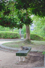 吾輩は猫である、ニャー # 776