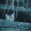 吾輩は猫である、ニャー # 1082