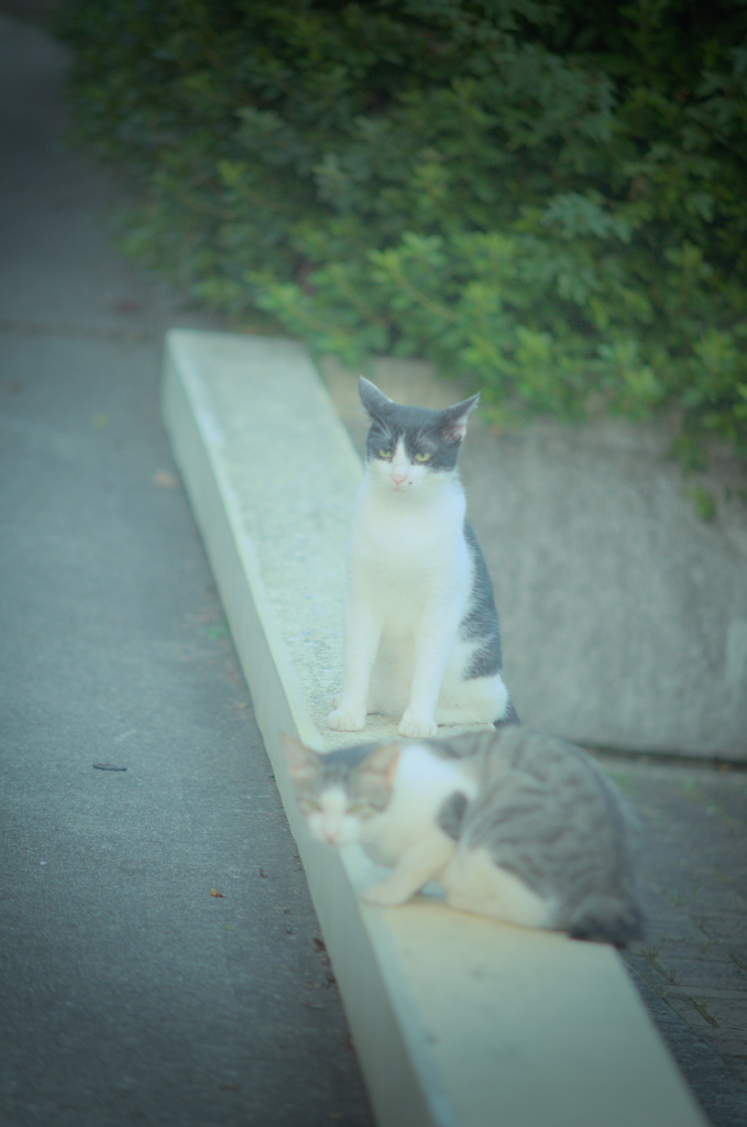 吾輩は猫である、ニャー # 810