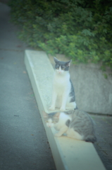 吾輩は猫である、ニャー # 810