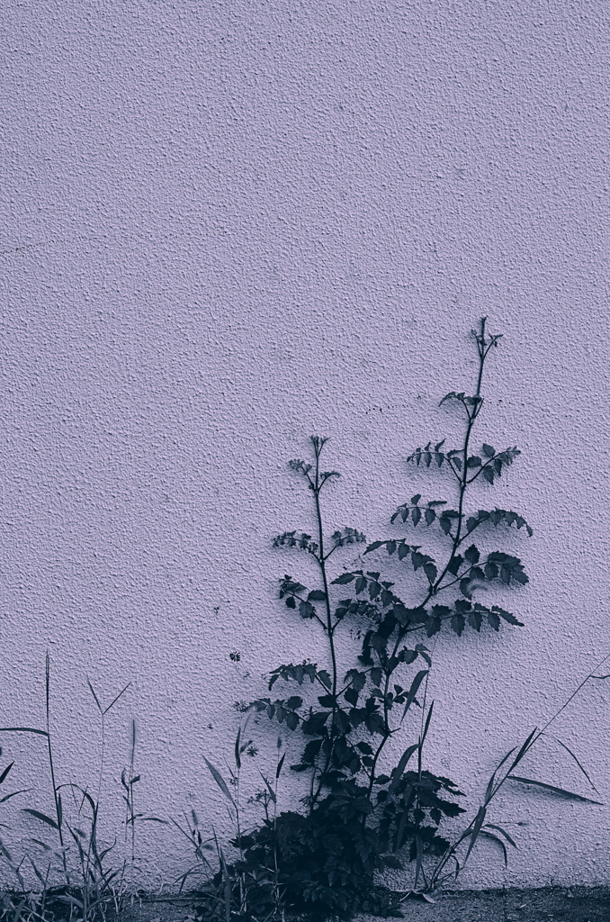 leaf #46