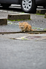 吾輩は猫である、ニャー # 323