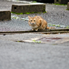吾輩は猫である、ニャー # 323