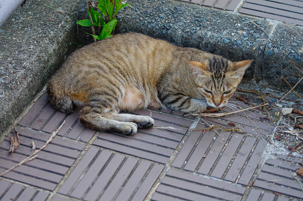 吾輩は猫である、ニャー # 437