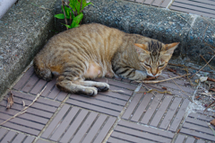 吾輩は猫である、ニャー # 437