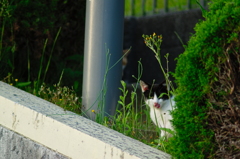 吾輩は猫である、ニャー # 697