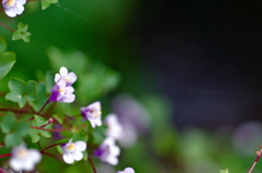 ムラサキサギゴケ