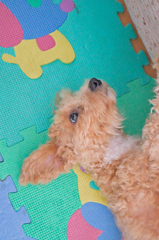 my pretty dog Ⅱ # 192