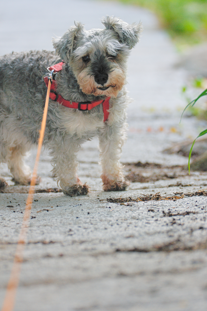 my pretty dog # 263