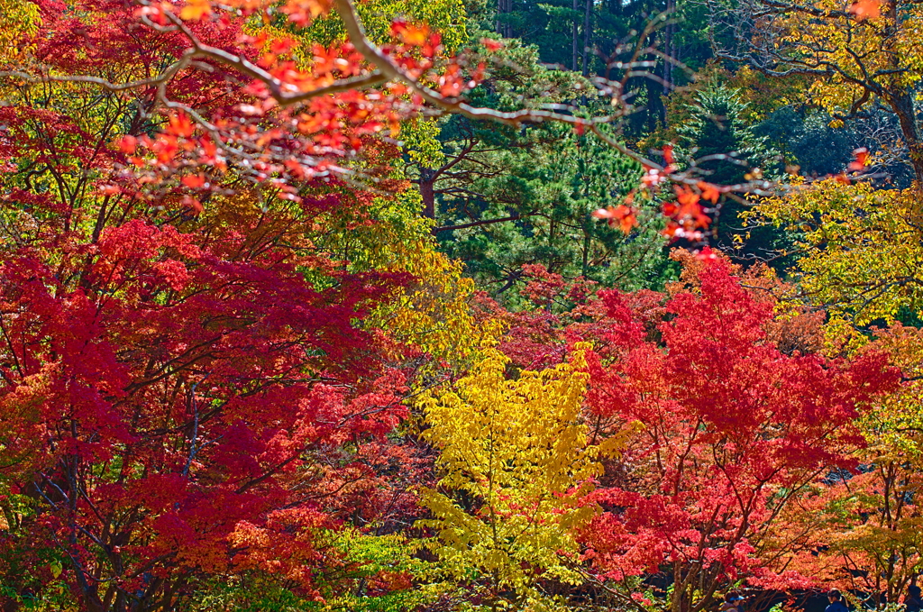 紅葉三昧 '2019