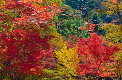 紅葉三昧 '2019