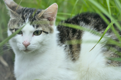 吾輩は猫である、ニャー # 185