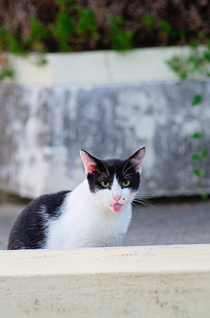 吾輩は猫である、ニャー # 861