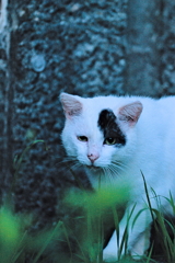 吾輩は猫である、ニャー # 573