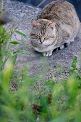 吾輩は猫である、ニャー # 133