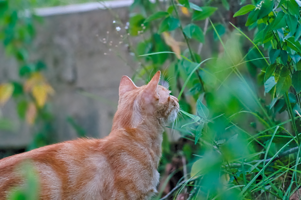 吾輩は猫である、ニャー # 547