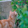 吾輩は猫である、ニャー # 547