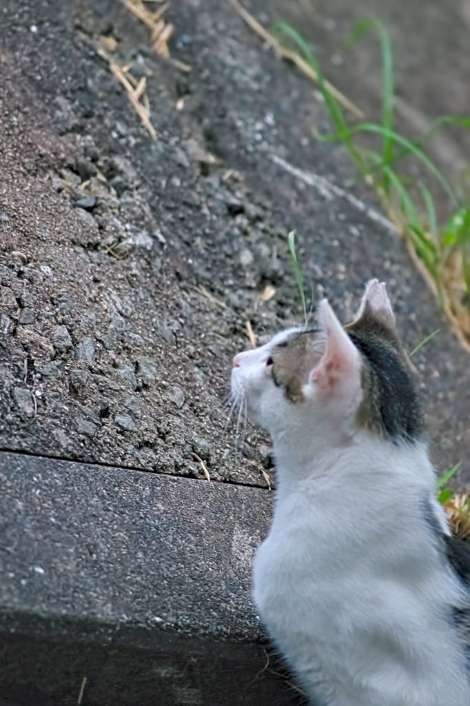 吾輩は猫である、ニャー # 536