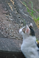 吾輩は猫である、ニャー # 536