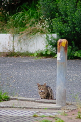 吾輩は猫である、ニャー # 795