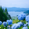 紫陽花の頃