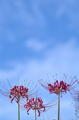 彼岸花