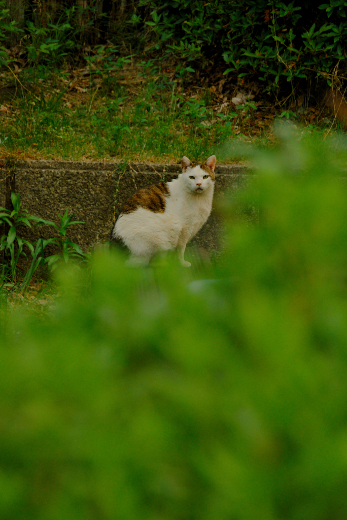 吾輩は猫である、ニャー # 1046