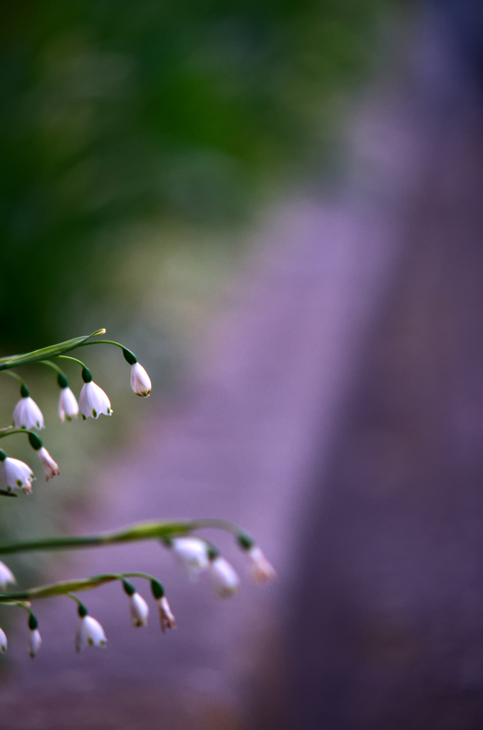 スノーフレーク