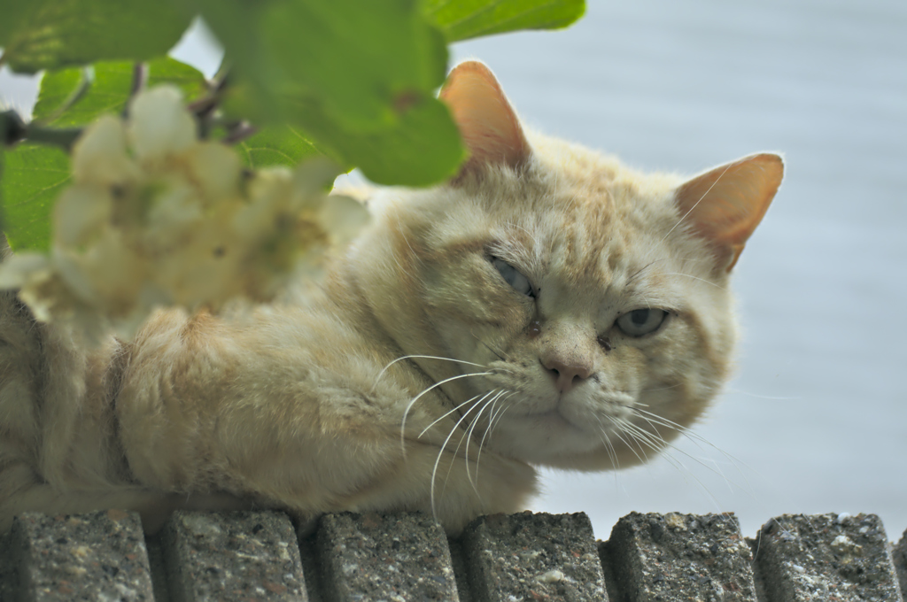 吾輩は猫である、ニャー # 204