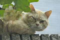 吾輩は猫である、ニャー # 204