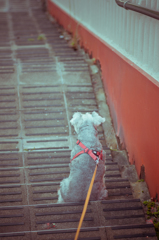 my pretty dog # 45