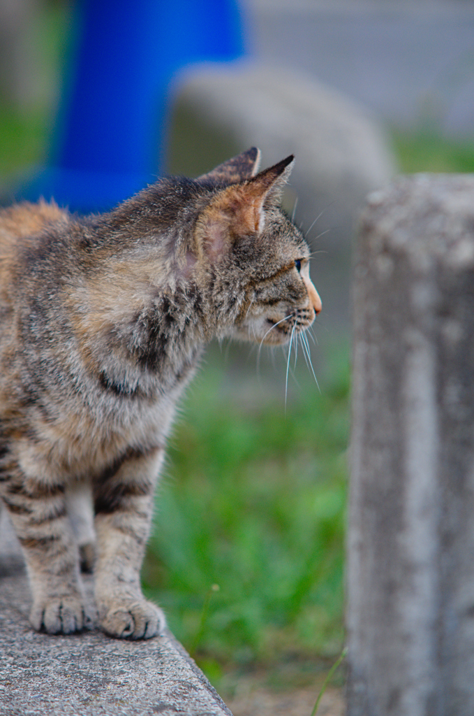 吾輩は猫である、ニャー # 643
