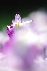 花菖蒲