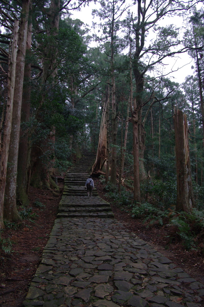 熊野古道 （大門坂）