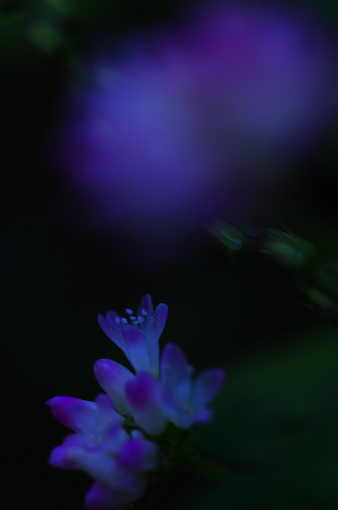 ミゾソバ