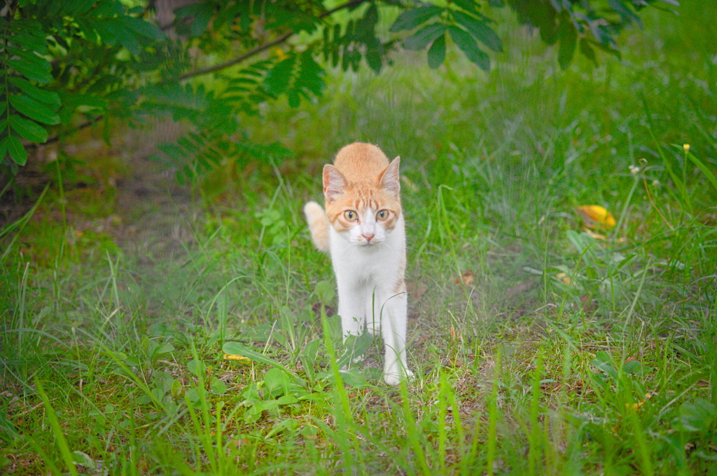 吾輩は猫である、ニャー # 841