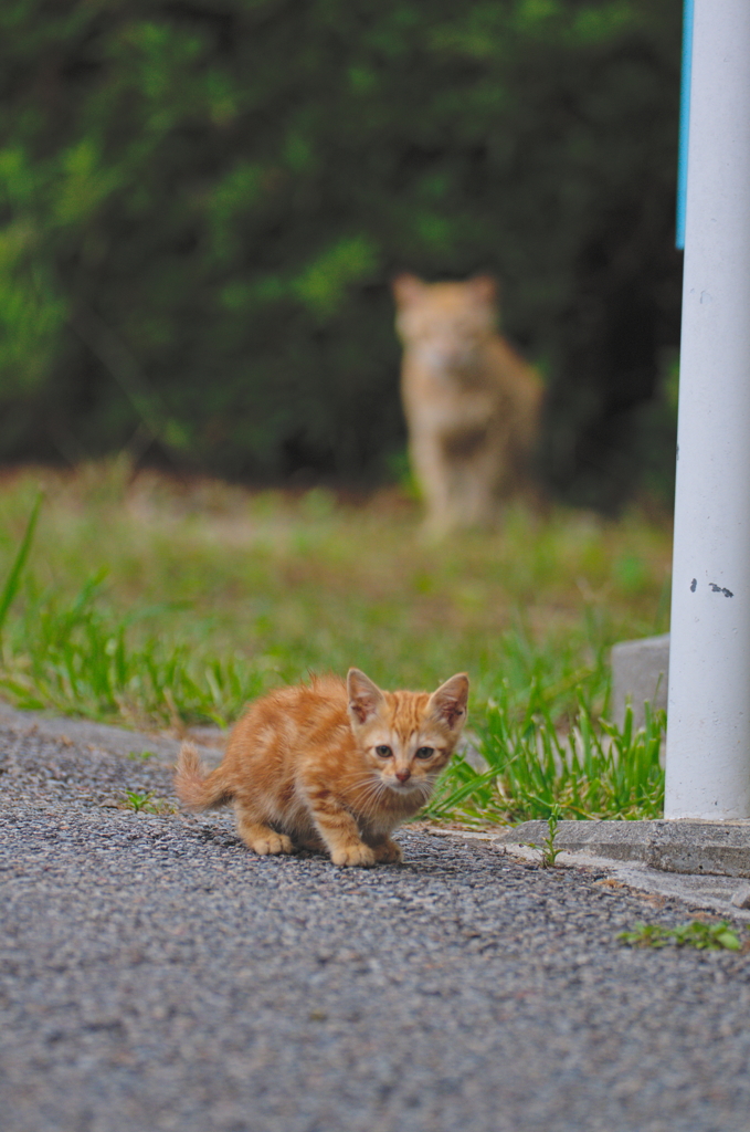 吾輩は猫である、ニャー # 770