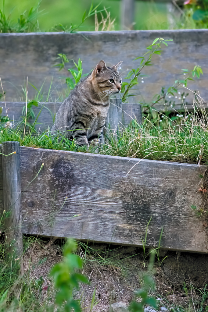 吾輩は猫である、ニャー # 569