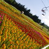 リフト下花壇