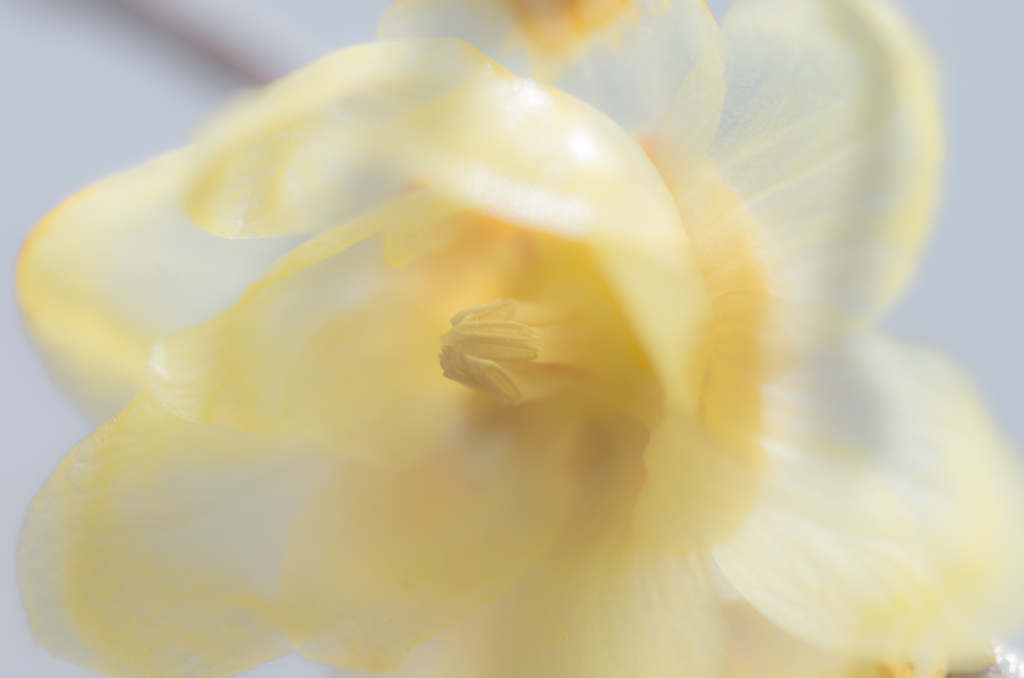 鱗の花びら