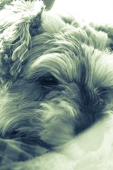 my pretty dog # 155