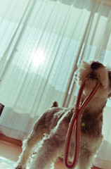 愛犬