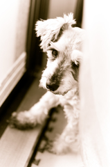 my pretty dog # 96