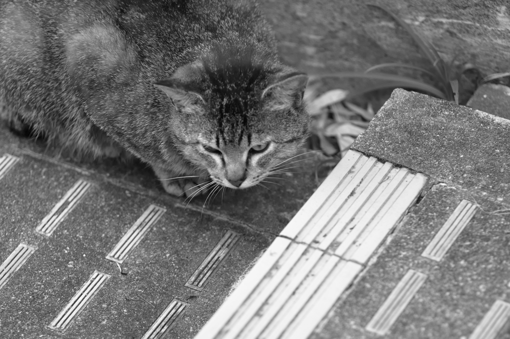 吾輩は猫である、ニャー # 105