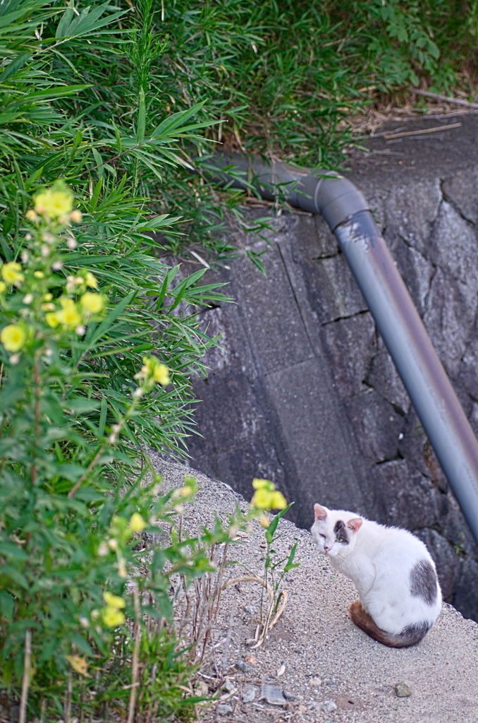 吾輩は猫である、ニャー # 807