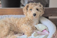 my pretty dog Ⅱ # 176