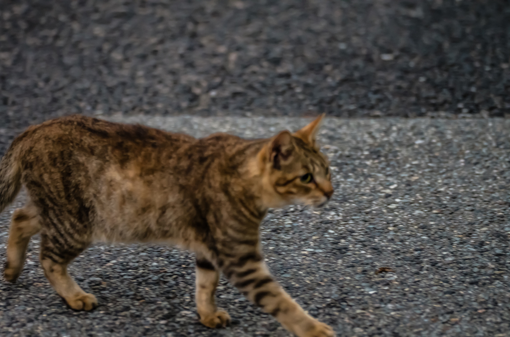 吾輩は猫である、ニャー # 69