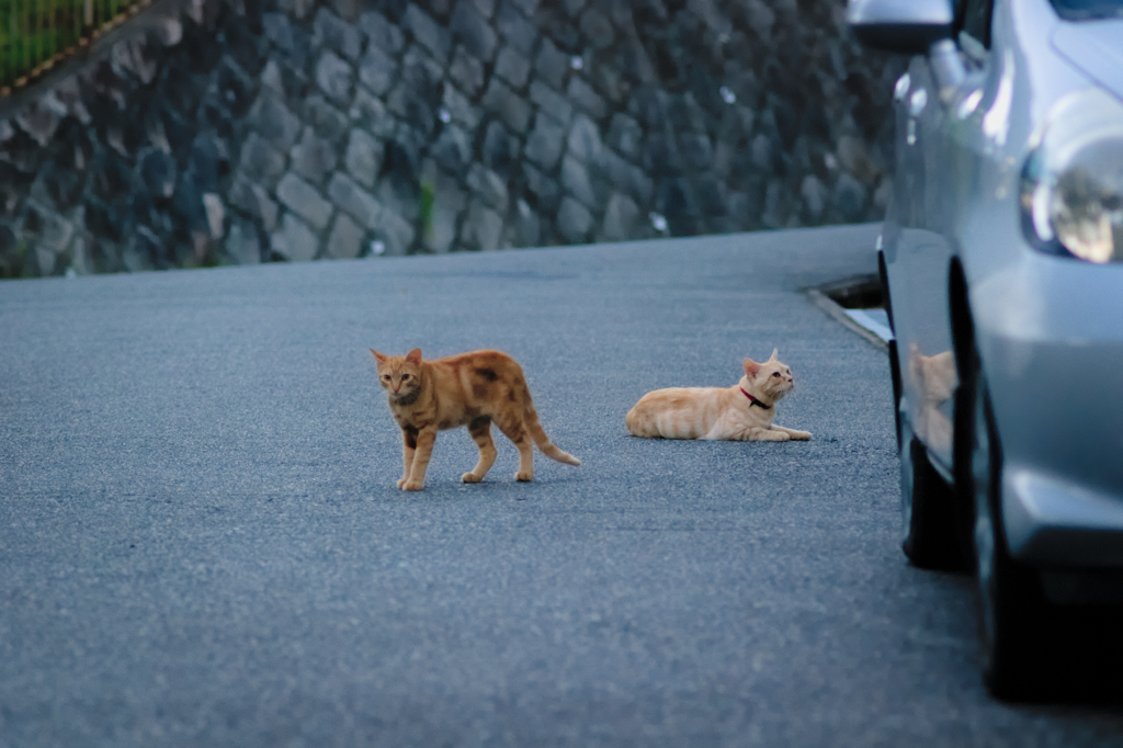 吾輩は猫である、ニャー # 486