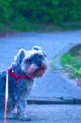 my pretty dog # 179